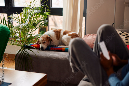 Dog relaxes at home photo