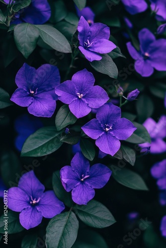 A close-up of the vibrant purple flowers and lush green leaves on a backyard rose bush.