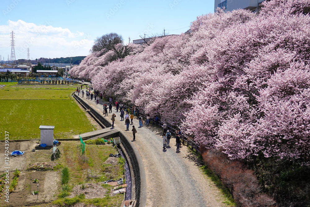 春めき桜が咲き誇る足柄の田園風景