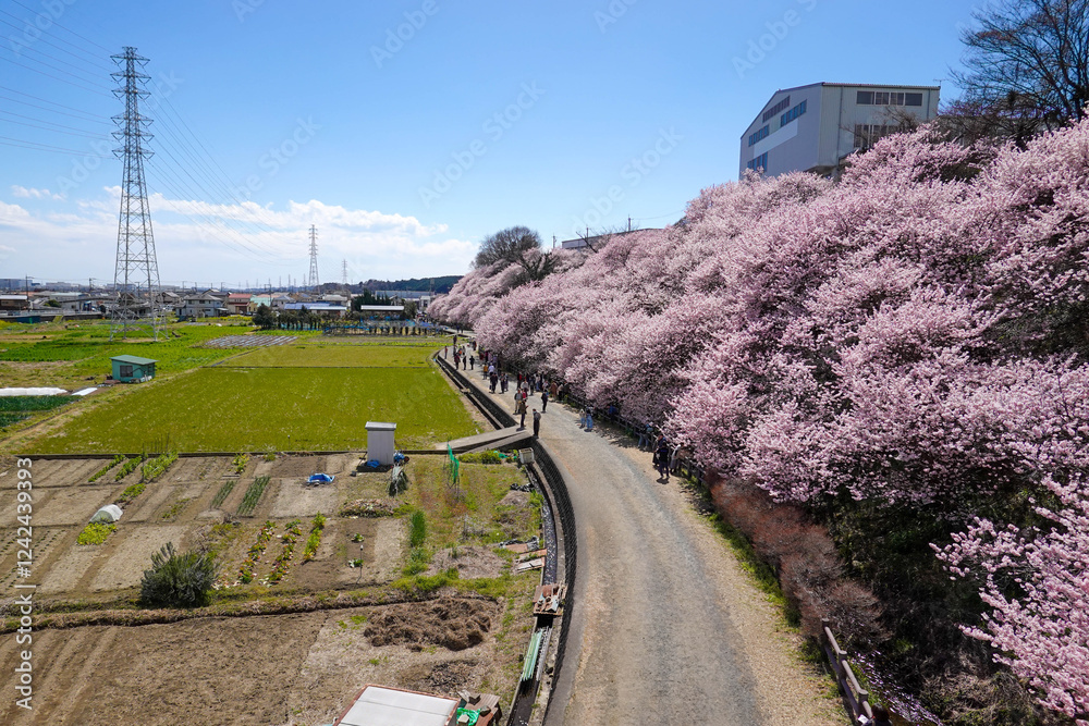 春めき桜が咲き誇る足柄の田園風景