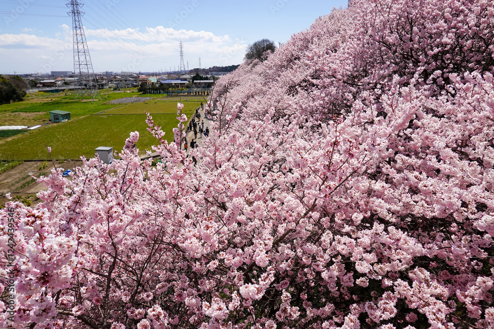 春めき桜が咲き誇る足柄の田園風景