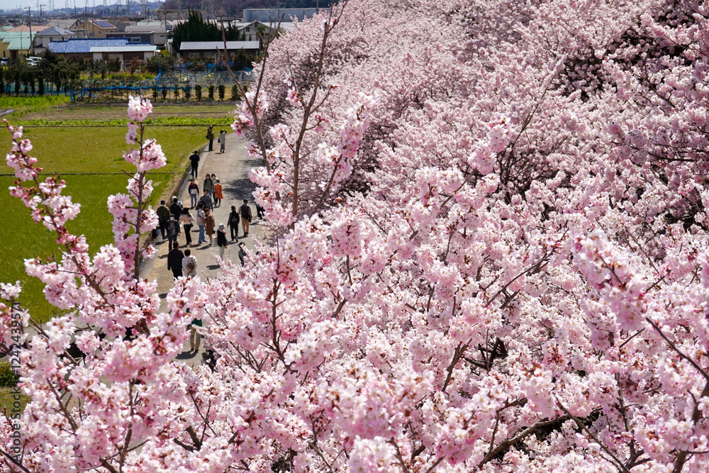 春めき桜が咲き誇る足柄の田園風景