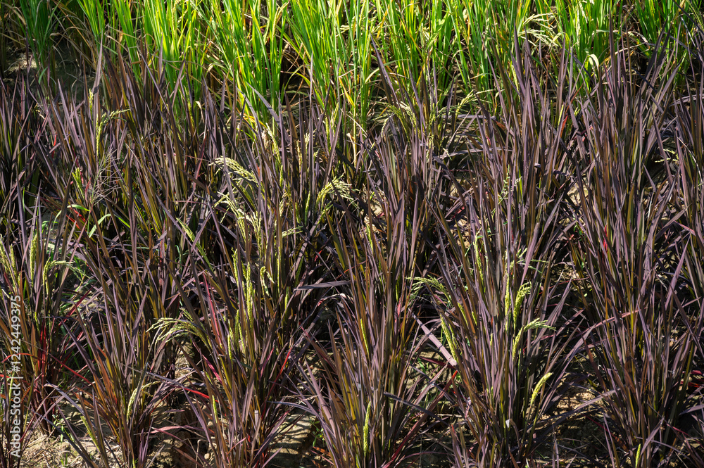Fototapeta premium Purple rice (or Black rice) plant growing in paddy field. Purple rice is an heirloom variety of rice, indigenous to Asia.