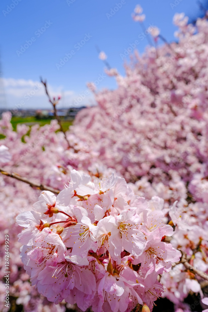 満開の春めき桜と青空の絶景