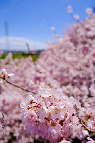 Obraz na płótnie 満開の春めき桜と青空の絶景 w salonie