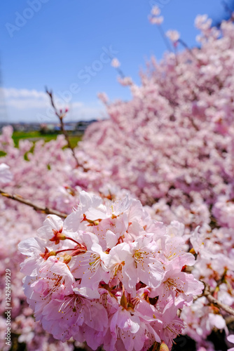 Obraz na płótnie 満開の春めき桜と青空の絶景 w salonie