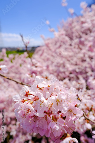 Obraz na płótnie 満開の春めき桜と青空の絶景 w salonie
