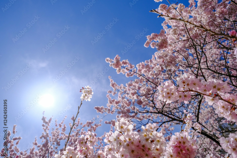 満開の春めき桜と青空の絶景