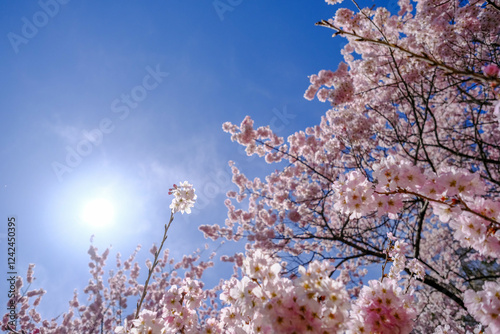 Obraz na płótnie 満開の春めき桜と青空の絶景 w salonie