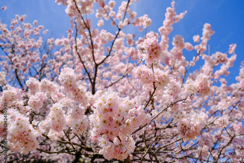 満開の春めき桜と青空の絶景