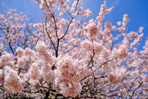 Obraz na płótnie 満開の春めき桜と青空の絶景 w salonie