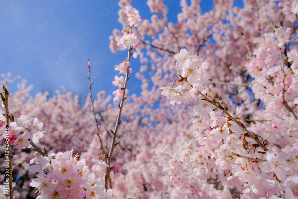 満開の春めき桜と青空の絶景