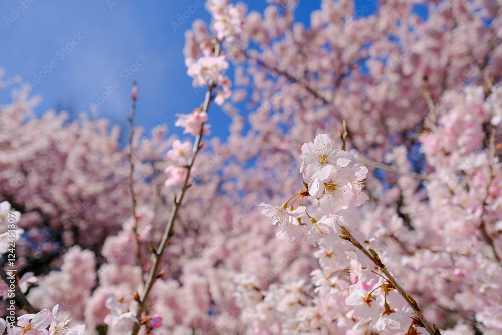 満開の春めき桜と青空の絶景