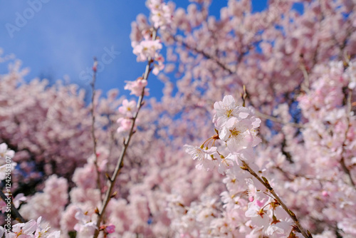 Obraz na płótnie 満開の春めき桜と青空の絶景 w salonie
