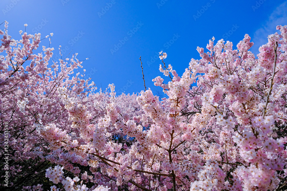 満開の春めき桜と青空の絶景