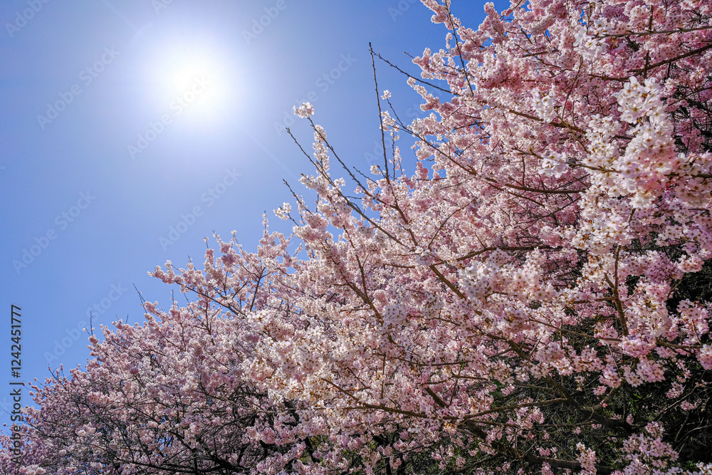 満開の春めき桜と青空の絶景