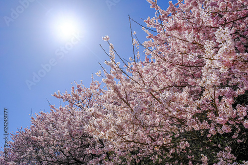 Obraz na płótnie 満開の春めき桜と青空の絶景 w salonie