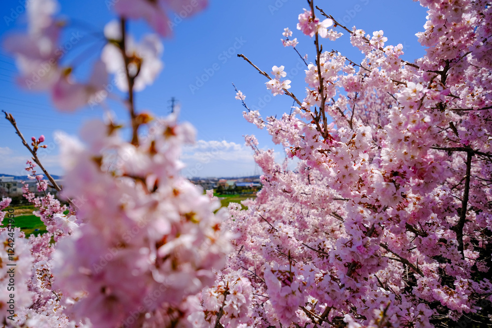 満開の春めき桜と青空の絶景