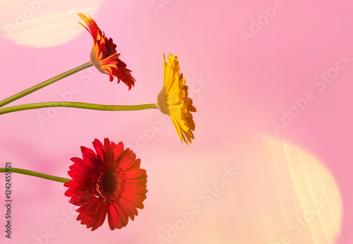 Beautiful flowers on soft purple gradient background with copy space. photo