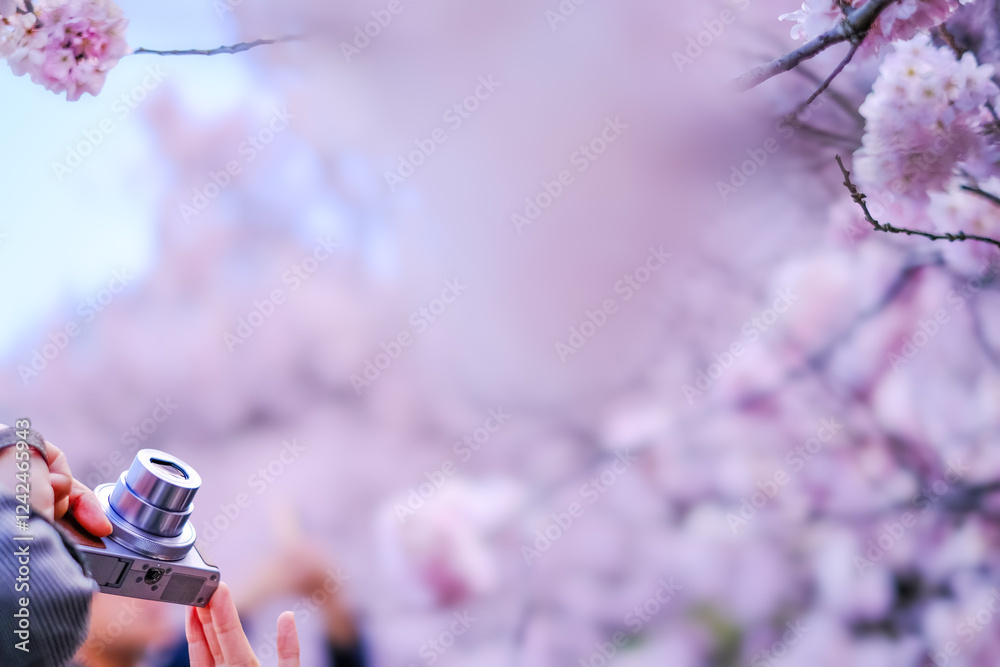 春めき桜とカメラ:思い出を写真に残す瞬間