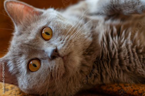 Cat with orange eyes photo