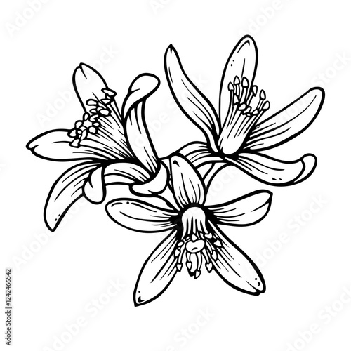 Citrus flower composition. Outline hand drawn illustration of lemon or mandarin blooming isolated on white background. Ink sketch in engraving style. Citron line art for spring prints and designs