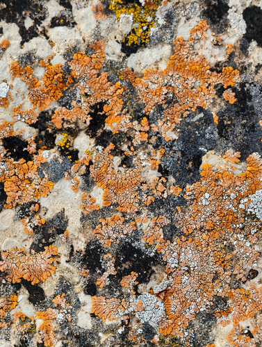 Close-up macro photo of Lichens on stone in Altai natural environment. photo