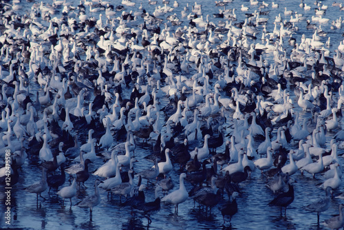 Lesser snowgeese (Anser caerulescens) on migration DeSoto NWR Iowa photo