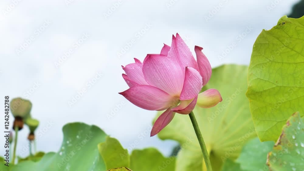 4k aerial video of a vibrant lotus flower blooming in a serene pond surrounded by lush greenery on a sunny day 4k aerial video of a vibrant lotus flower blooming in a serene pond surrounded by lush greenery on a sunny day