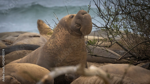 A large Elephant Seal Bull on the beach