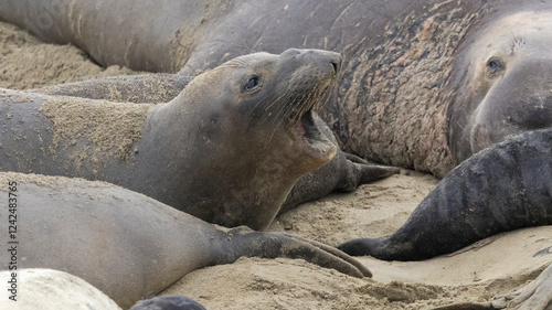 Elephant seals with their mouth open