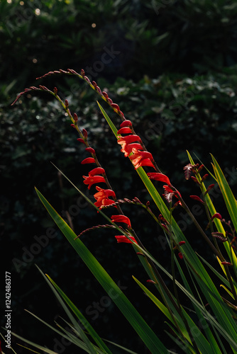 Vibrant Crocosmia Blooms in Garden photo