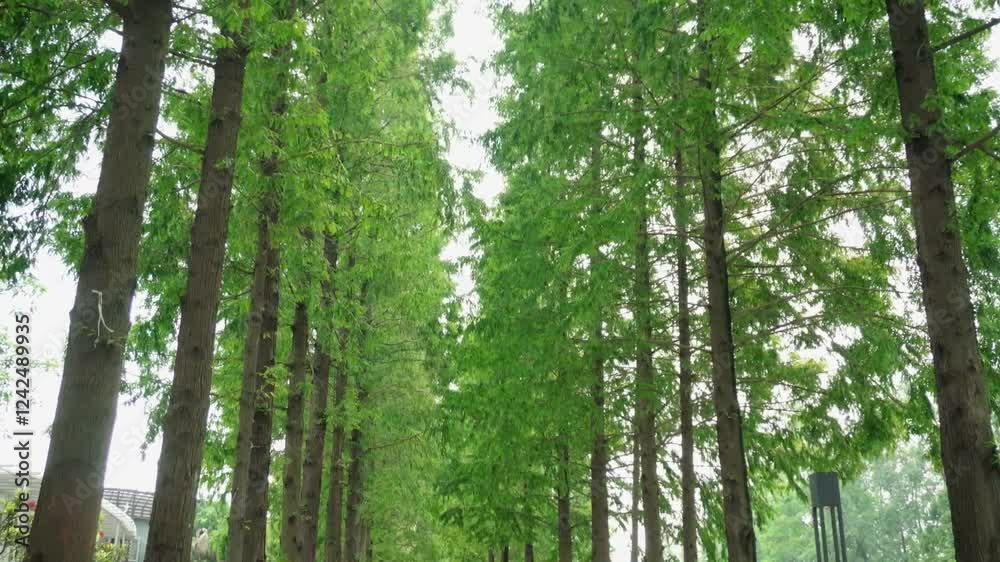 4k aerial video capturing serene tree-lined path in a lush green park during bright daylight