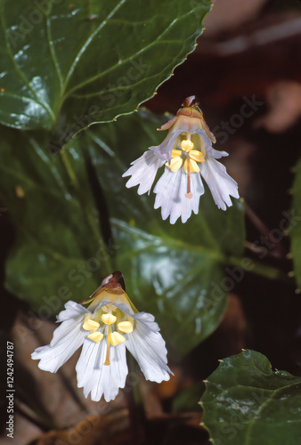 Oconee Bells (Shortia galacifolia) flowers South Carolina endangered photo