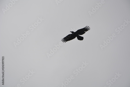 Himalayan jungle crow