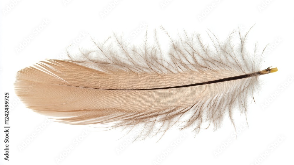 Obraz premium Delicate down feather isolated on white background