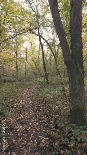 Wallpaper Mural A peaceful and tranquil forest trail adorned with vibrant autumn leaves, inviting exploration of natures beauty Torontodigital.ca