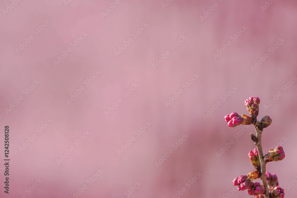 満開の春めき桜と青空の絶景