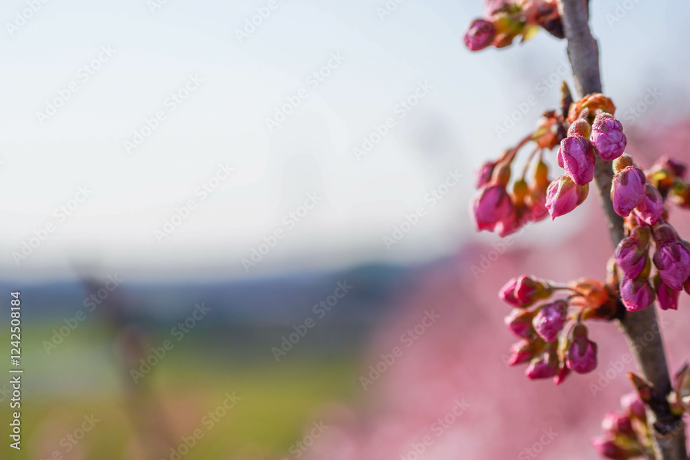 満開の春めき桜と青空の絶景