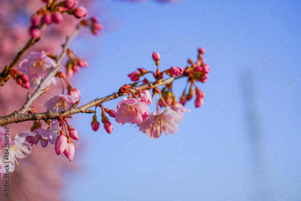 満開の春めき桜と青空の絶景