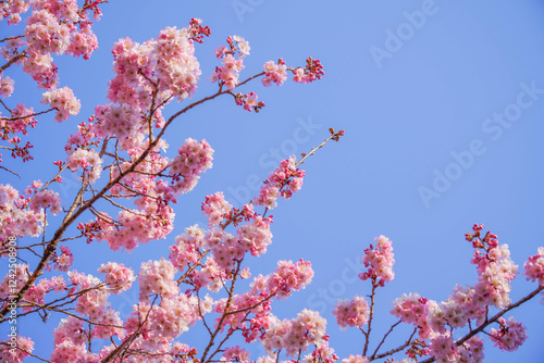 Obraz na płótnie 満開の春めき桜と青空の絶景 w salonie