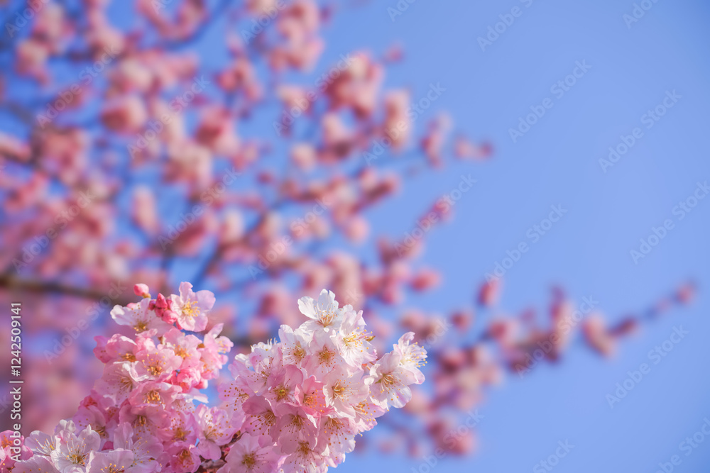 満開の春めき桜と青空の絶景