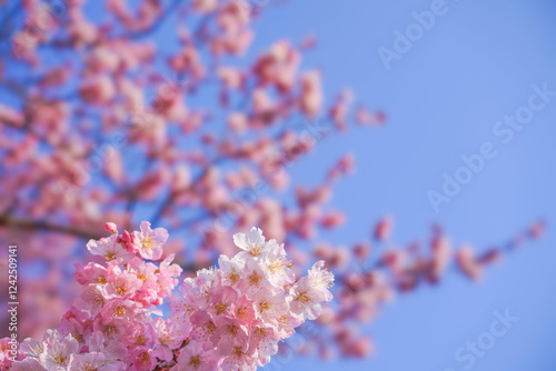 Obraz na płótnie 満開の春めき桜と青空の絶景 w salonie