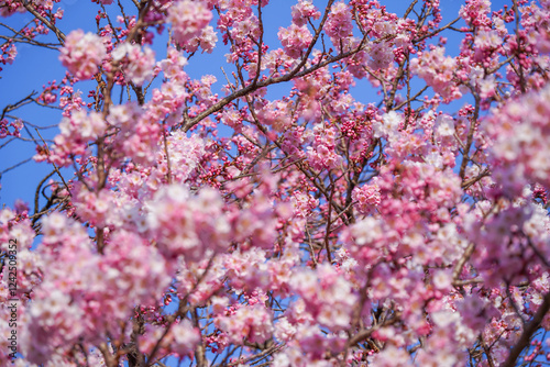 Obraz na płótnie 満開の春めき桜と青空の絶景 w salonie