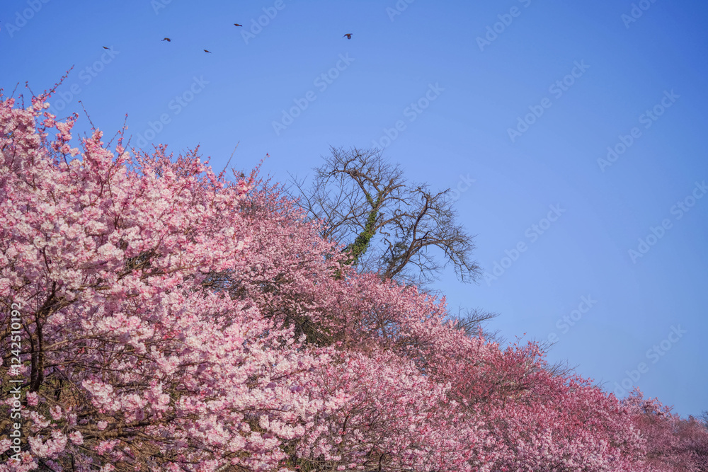 満開の春めき桜と青空の絶景