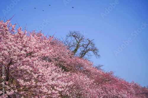 満開の春めき桜と青空の絶景