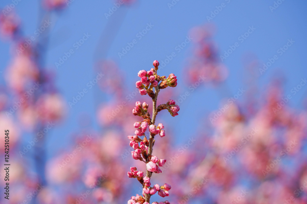 満開の春めき桜と青空の絶景