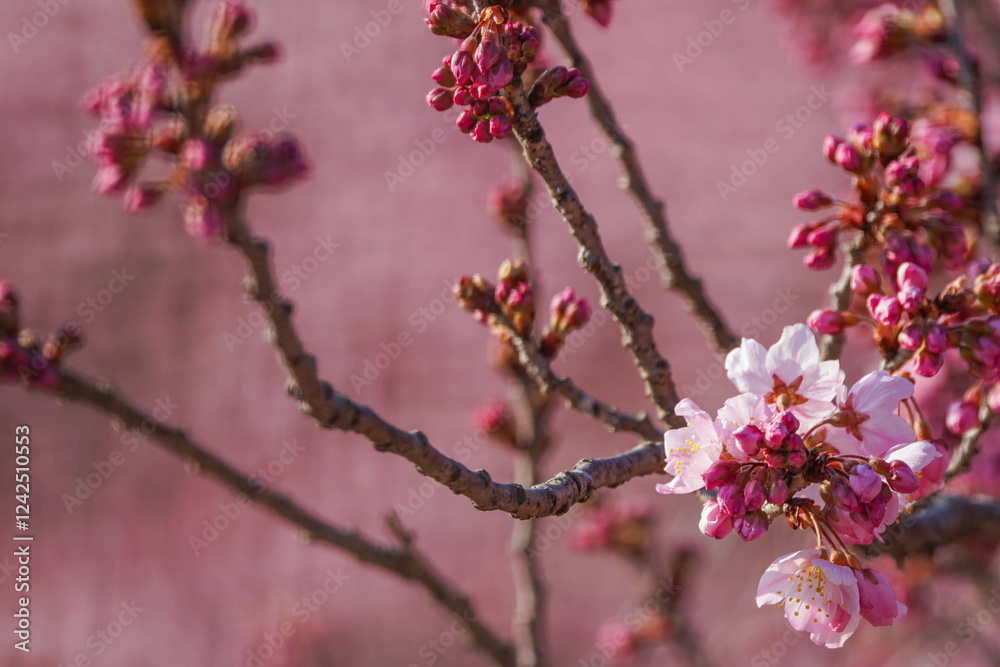 満開の春めき桜と青空の絶景