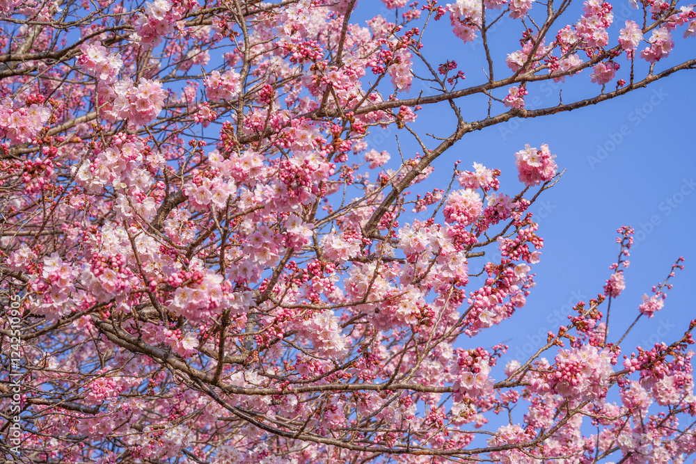 満開の春めき桜と青空の絶景