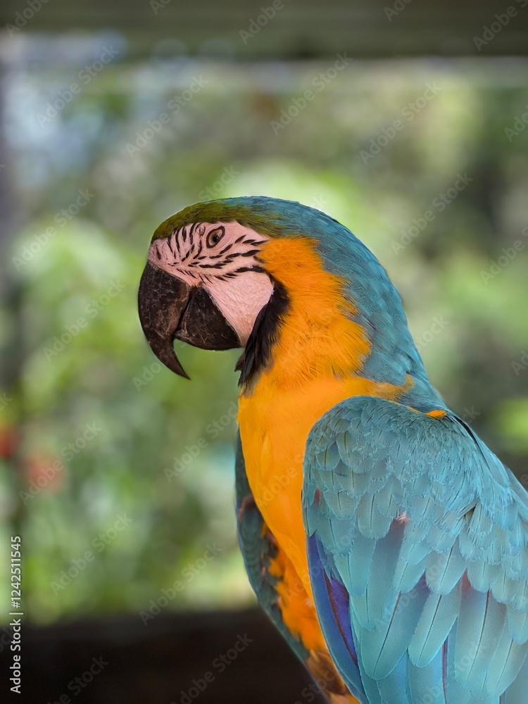 Close Up Image of a Blue and Gold Macaw. Vibrant Feathers and Striking Details Close Up Image of a Blue and Gold Macaw. Vibrant Feathers and Striking Details